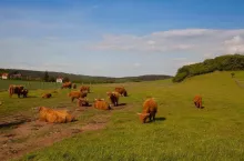 The herd of aberdeen angus eating grass on spring meadow