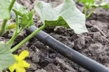 Seedling vegetable beds with drip irrigation system