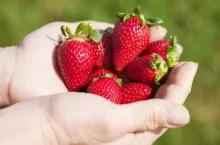 Fresh and ripe strawberries in hands.