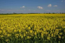 Wzrosła krajowa produkcja oleju rzepakowego