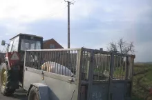 Świnie w drodze na targ
