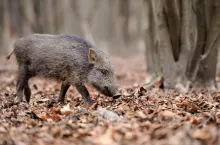 Wild young boar in autumn forest