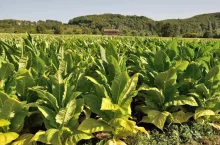 Rows of tobacco plants