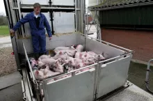 deliver new piglets to farm