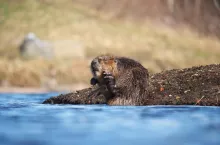 beaver on the river
