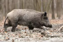 Wild boar in wood. Boar in dirt