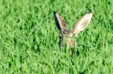 Zając na polu