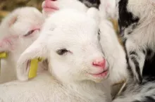 Close-up of a little lamb.