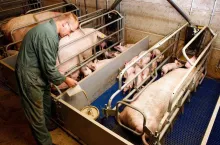 farmer feeding the piglets