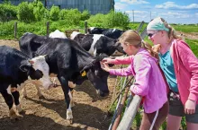 Girls stroking a cows on a dairy farm