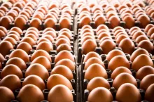 Eggs