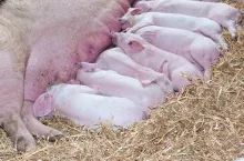Baby Pig with his mother