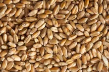 Close-up view of wheat seeds. Background or texture