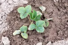 young sprout of strawberry