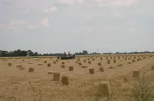 Obraz po żniwach