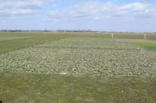 Poletko doświadczalne