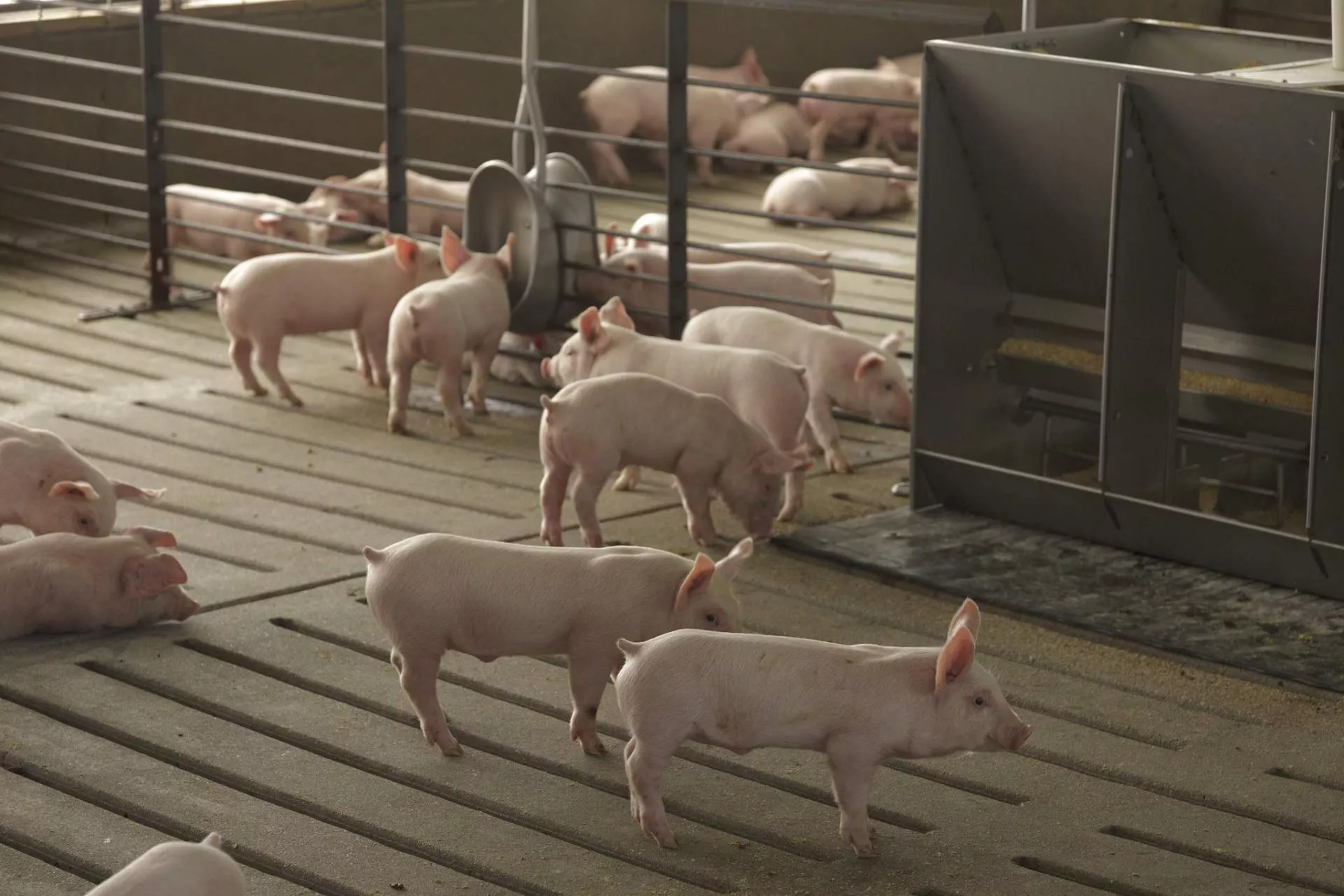 Свиньи как бизнес видео. Кигбаевский бекон свиноводческий комплекс. Поросята на свиноферме. Современная свиноферма. Современные свинокомплексы.