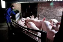 pigs on taillift transport to slaughterhouse