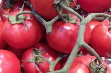 Pomidory