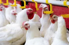 Modern chicken farm, production of white meat