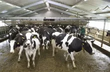 478964
