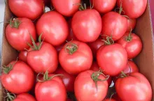Pomidory