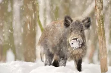 Wild boar in winter forest
