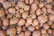 Heap of potatoes tubers with germinated sprouts before planting into the soil in springtime