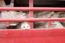 478486