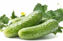 Cucumber group with leaves isolated on white background as package design element