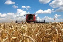 Combine harvests wheat on a field in sunny summer day