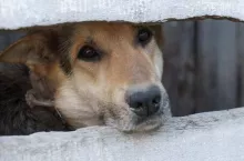 A poor dog behind the fence
