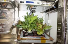 Harvest of veggies on the ISS
