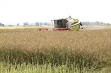 477067