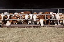 476826