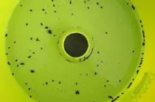 476715