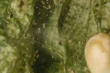 475381