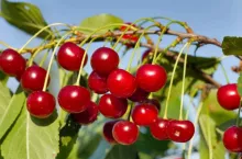 fresh berries of cherry in garden at summer