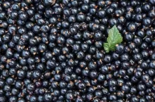 bunch of harvested black currants and a leaf