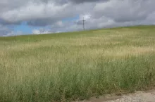 Susza