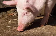 head of a pig searching after food on the ground