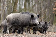 Wild young boar in autumn forest