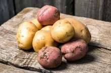 Fresh potatoes on the old wooden background in rustic style.