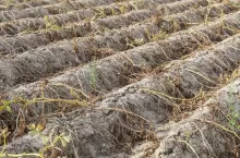 Ackerbau in Deutschland. Im heißen Sommer vernichtet die Trockenheit die angebauten Pflanzen. Die Pflanzen liegen vertrocknet in den Reihen auf dem ausgetrockneten, krustigen Erdboden.