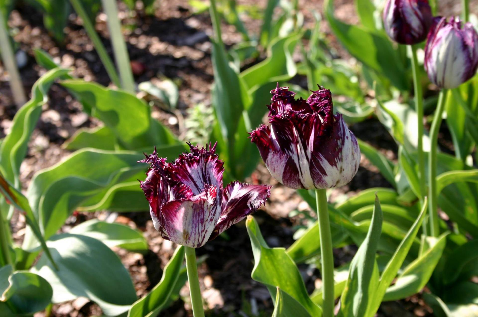 Glina, piasek czy torf? Sprawdź, jakie adekwatności mają te gleby