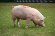 927313