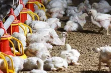 chicken farm with feed for meat