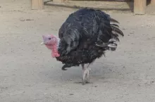 927282