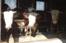 Bydło