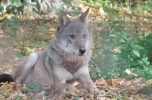 927067